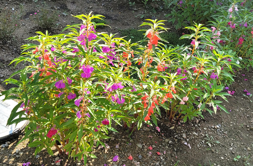 추억의봉선화꽃