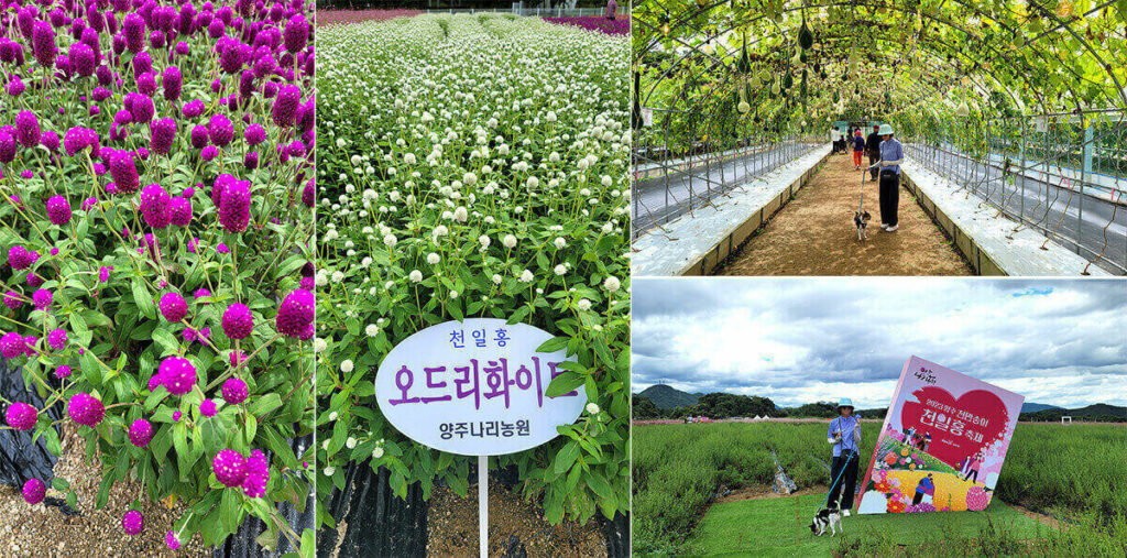 양주 천일홍 축제 나리농원 가을 꽃 명소 애견동반 나들이 2023 3 양주 천일홍 축제 나리공원 2023