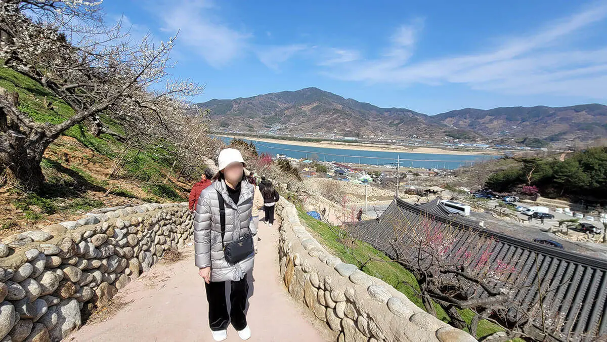 굿모닝여행사-광양-매화축제