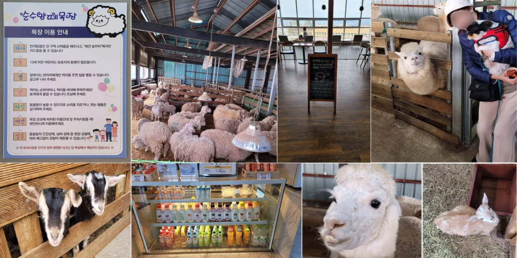 대관령 순수양떼목장 위치 가격 운영시간 방문후기 2 대관령-순수양떼목장-위치-가격-운영시간-방문후기