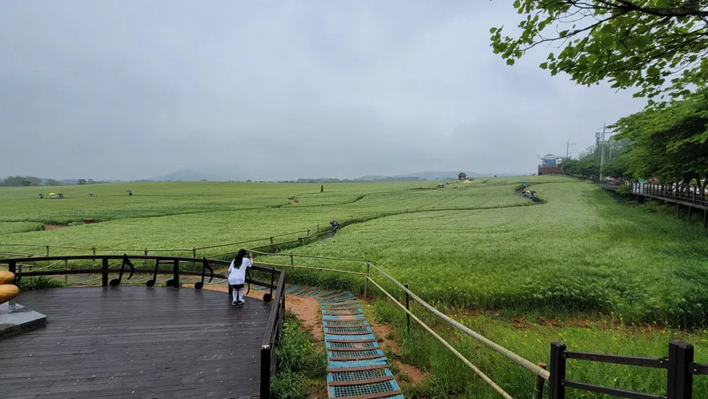 고창-청보리밭-축제-전경