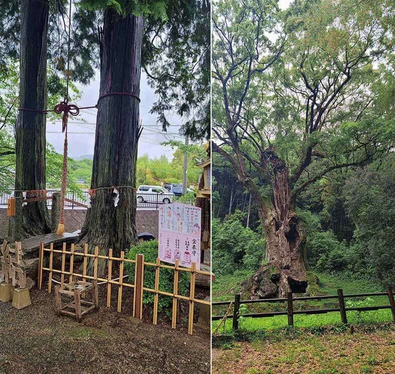 다케오신사-큐슈올레코스-연리지-3000년-녹나무