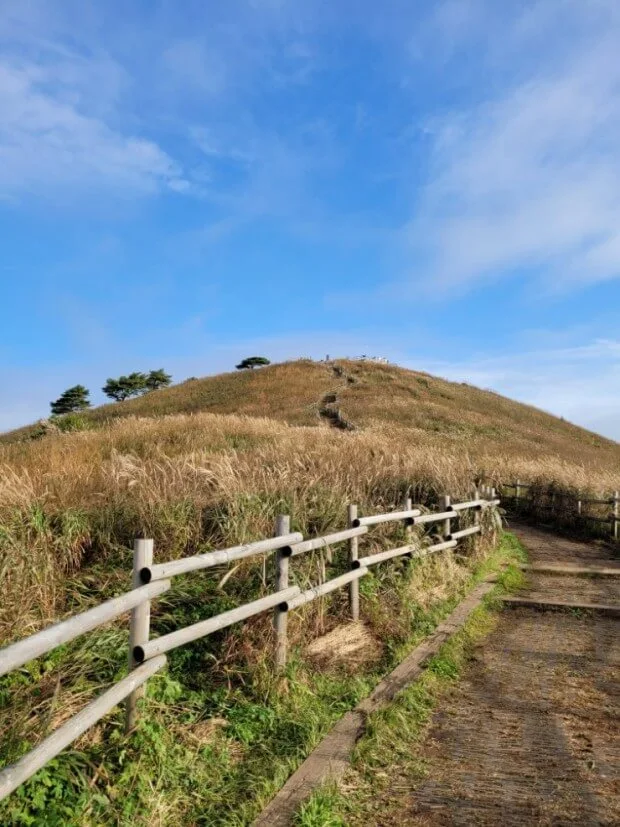 정선-민둥산억새꽃-축제-2024
